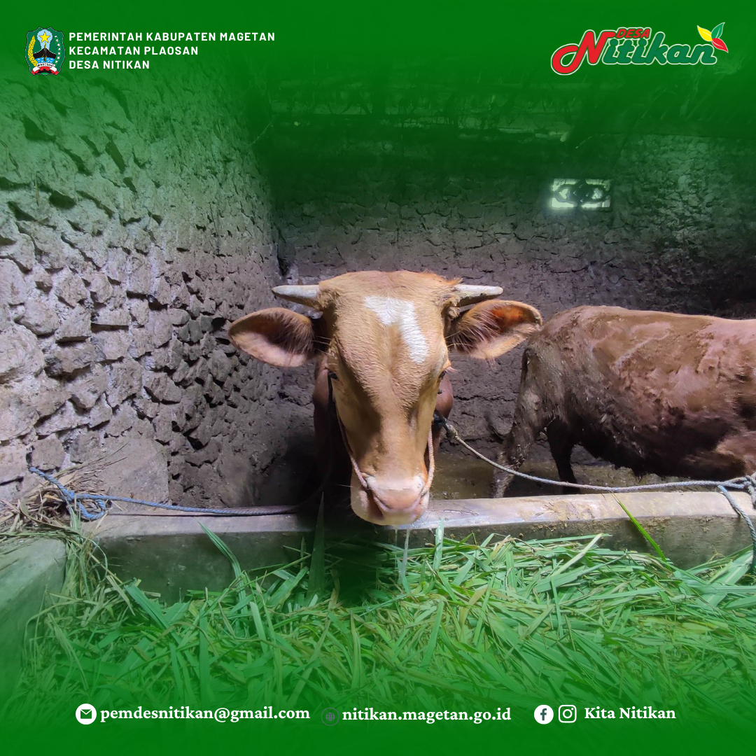 VAKSIN PMK SAPI 